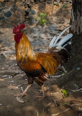 Gorgeous Mexican rooster