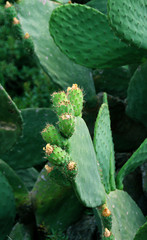 Opuntia or prickly pear blooming and growing wild. Rhodes, Greece
