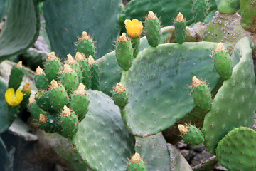 Opuntia or prickly pear blooming and growing wild. Rhodes, Greece
