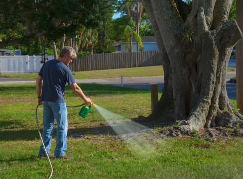 Homeowner man spraying weed killer on his front yard with a hose attachment full of chemicals that kills weeds and fertilizes the grass.