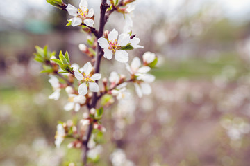 flowering apricot twig