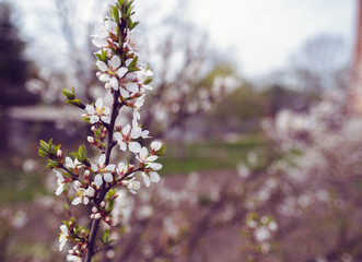 flowering apricot twig