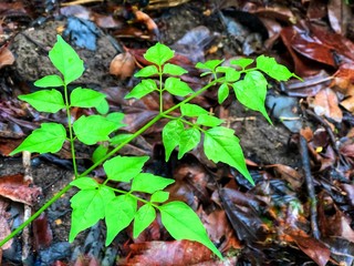 Fresh green of Cork Tree (Millingtonia hortensis L.f.) leaves after raining on natural background