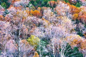 日本の秋の高原　紅葉した山と樹氷