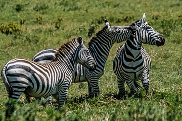 Fototapeta na wymiar Zebra at the Hell's Gate