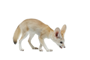 fennec fox on a white background in studio