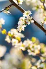 Blooming cherry. Quiet spring evening. Close-up