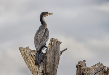 Reed cormorant at Lake Naivasha