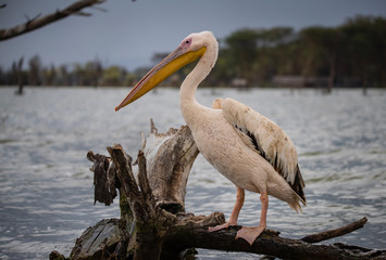 Great White Pelican at Lake Naivasha