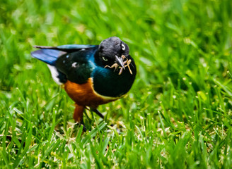 Superb Starling at Lake Naivasha