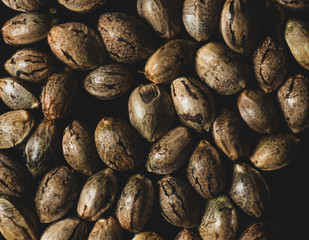 Macro Photography of Cannabis seeds, studio lighting