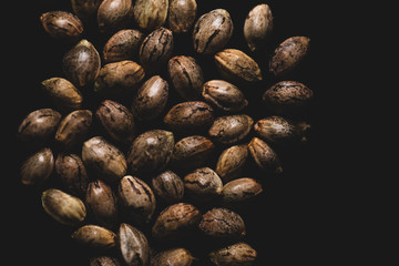 Macro Photography of Cannabis seeds, studio lighting