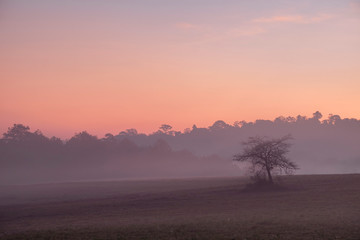 morning time and alone tree in the mist