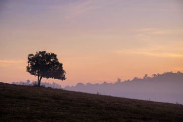 Obraz na płótnie Canvas morning time and alone tree in the mist