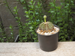 Gymnocalycium friedrichii hybrid flower bud in black flower pot on wood ground with green nature blurred background.