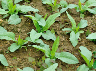 Green leaf lettuce in growth at vegetable garden