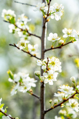 Obraz premium Blooming cherry. Quiet spring evening. Close-up