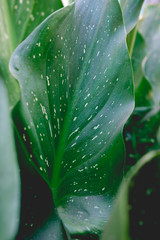 Detail of a green splattered leaf