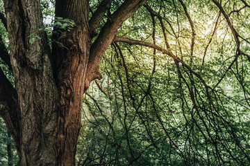 Obraz premium Big old linden tree with huge trunk in the dark forrest with sunlight shining through the branches