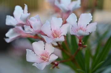 Pink oleander blossoms closeup - flowers shining in the afternoon light