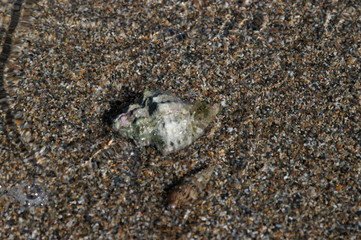 RAPAN, a clam on the sea sand