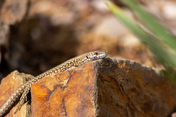 Gut getarnte Eidechse auf Stein in freier Wildbahn kriecht durch ihr Revier auf Nahrungssuche und nimmt ein Sonnenbad zum Aufwärmen vor der Jagd wechselwarmes Reptil mit Schuppen und langem Schwanz