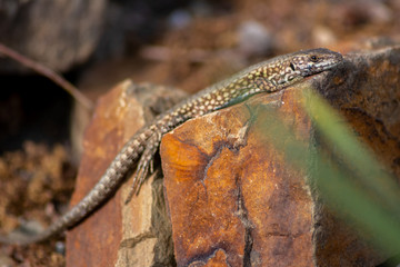 Gut getarnte Eidechse auf Stein in freier Wildbahn kriecht durch ihr Revier auf Nahrungssuche und nimmt ein Sonnenbad zum Aufwärmen vor der Jagd wechselwarmes Reptil mit Schuppen und langem Schwanz