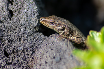 Gut getarnte Eidechse auf Stein in freier Wildbahn kriecht durch ihr Revier auf Nahrungssuche und nimmt ein Sonnenbad zum Aufwärmen vor der Jagd wechselwarmes Reptil mit Schuppen und langem Schwanz