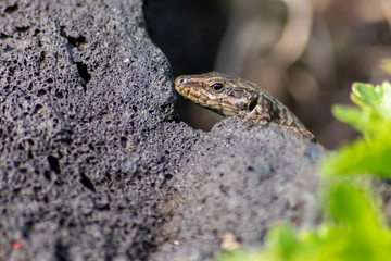 Gut getarnte Eidechse auf Stein in freier Wildbahn kriecht durch ihr Revier auf Nahrungssuche und nimmt ein Sonnenbad zum Aufwärmen vor der Jagd wechselwarmes Reptil mit Schuppen und langem Schwanz