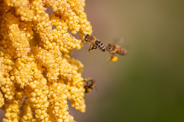 Gelbe Blüten der Hanfpalme leuchten im Frühling und Sommer mit fleißigen Bienen und Insekten wie Bienen und Wildbienen zum Nektarsammeln mit Blütenpollen an den Beinen zur Bestäubung und Fortpflanzung