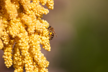 Gelbe Blüten der Hanfpalme leuchten im Frühling und Sommer mit fleißigen Bienen und Insekten wie Bienen und Wildbienen zum Nektarsammeln mit Blütenpollen an den Beinen zur Bestäubung und Fortpflanzung