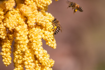 Gelbe Blüten der Hanfpalme leuchten im Frühling und Sommer mit fleißigen Bienen und Insekten wie...