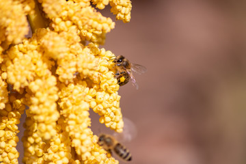 Gelbe Blüten der Hanfpalme leuchten im Frühling und Sommer mit fleißigen Bienen und Insekten wie Bienen und Wildbienen zum Nektarsammeln mit Blütenpollen an den Beinen zur Bestäubung und Fortpflanzung