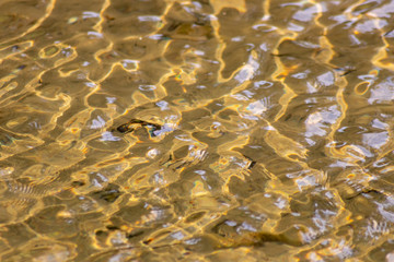 Klares Wasser einer sprudelnden Quelle mit Wasserpflanzen und klarer Bach mit seidigen Wellen für Entspannung und Meditation zeigen schöne Reflexionen auf der Wasseroberfläche mit unberührter Natur