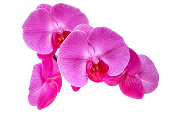 Fototapeta na wymiar orchid isolated flowers on white background