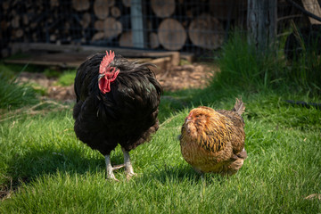 Free range rooster and hen