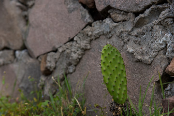 Baby Nopal Cactus growing, with stone wall at the back