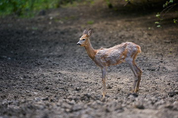 Male roebuck by the forest