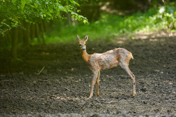Male roebuck by the forest