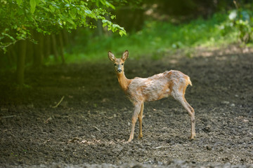 Male roebuck by the forest