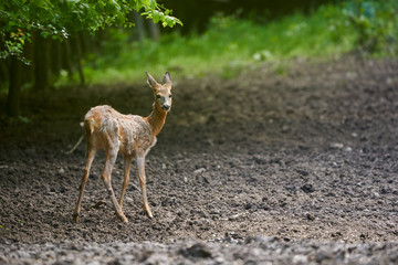 Male roebuck by the forest