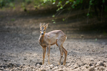 Male roebuck by the forest