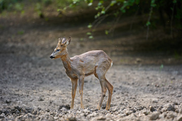 Male roebuck by the forest