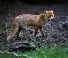 Adult fox in the forest