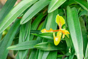 Paphiopedilum Orchids, Lady's slipper with green leaves found in the country which has hot weather...