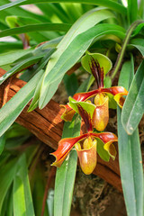 Paphiopedilum Orchids, Lady's slipper with green leaves found in the country which has hot weather such as India, Burma, and Thailand. Agriculture idea concept design.