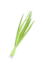 Spring Sprouting onion isolated on the white background. Lined vector illustration. Fresh green food