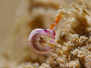 White-bump sapsucking slug, Weisshöcker Saftsauger (Thuridilla albopustulosa)
