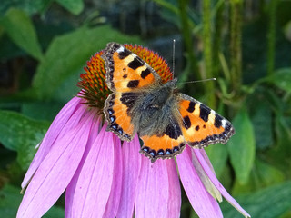 Papillon multicolorensur fleur rose