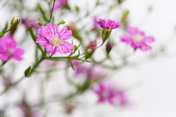 pink gypsophila flower